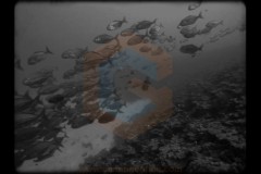 darwins-paradox-2