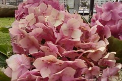 macro4