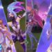 Riot Games anunció el nuevo evento de Guardianas Estelares