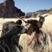 Crimson Desert presentará una demo jugable en Gamescom 2025