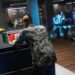 GTA Online anuncia nuevas misiones, programas VIP, y mucho más