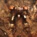 FRONT MISSION 3: Remake ya está disponible la demo para PC