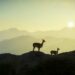 Se anunció el DLC Peru Hunting Reserve para theHunter: Call of the Wild