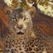 Planet Zoo 2 nos muestra al leopardo africano en un nuevo trailer