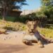 Explora en profundidad los maravillosos animales de Planet Zoo 2 con el primer Feature Focus