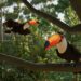 Conocé a las aves que te esperan en Planet Zoo 2 con el nuevo capítulo de Feature Focus: Frequent Flyers