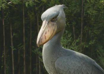 Planet Zoo 2